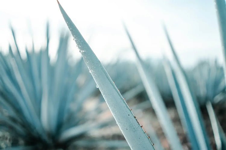 Feuille d’agave bleu en gros plan, plante utilisée pour la fabrication du mezcal artisanal.