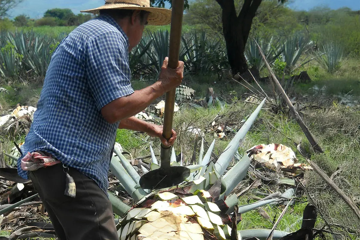 Un mexicain est en train de découper une agave pour faire du mezcal.