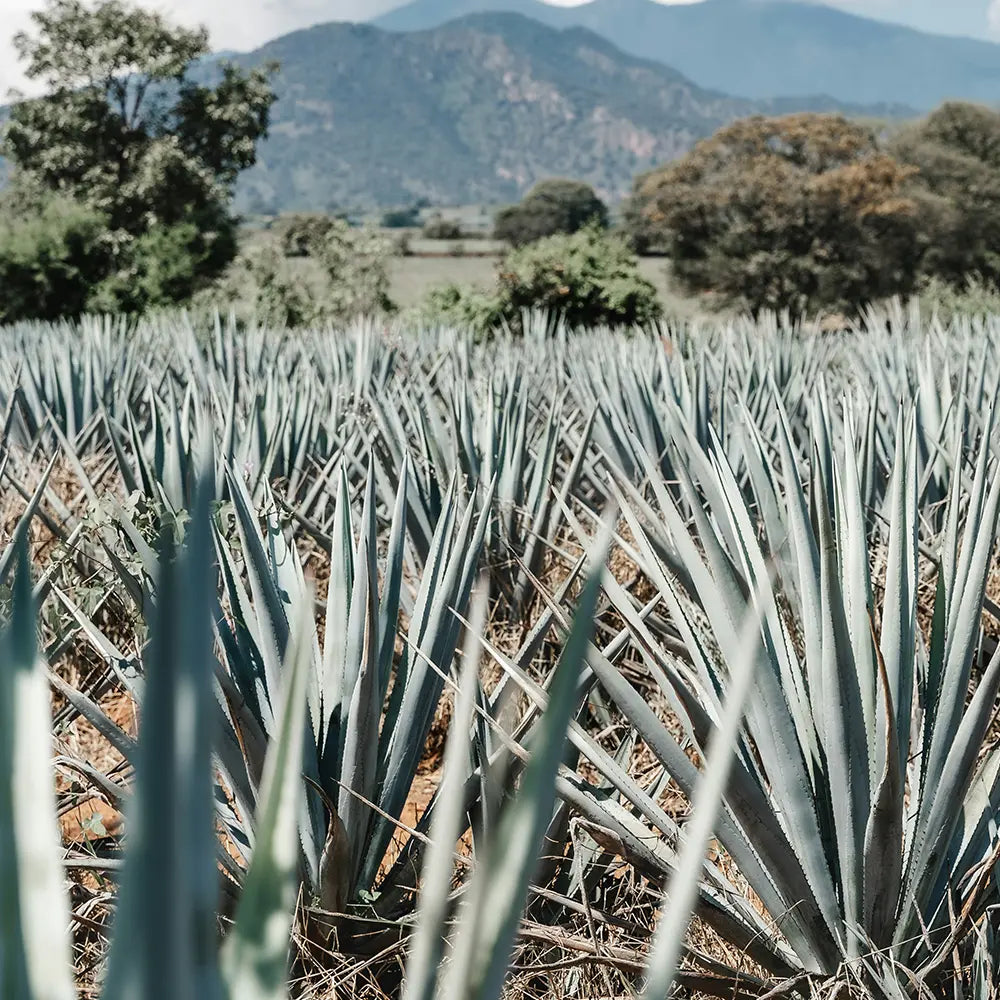 Image d'un champ d'agave qui sont cultivées pour la fabrication du mezcal.